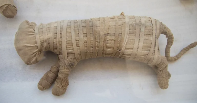 Egitto, scoperta una necropoli di animali